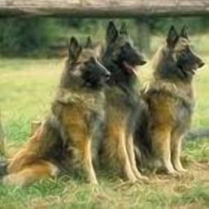 Афганская овчарка Афганская овчарка