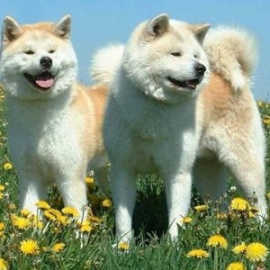 poroda sobak akita inu