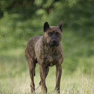 Алано (Испанский алано)