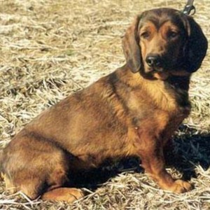Альпийский Таксообразный Бракк Альпийский Таксообразный Бракк