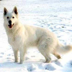 Американская белая овчарка