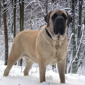 Английский мастиф 