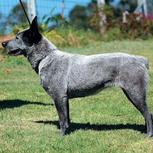 Австралийская короткохвостая пастушья собака