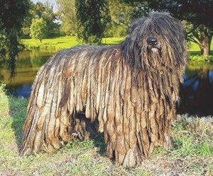 Бергамская овчарка