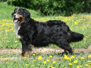 Бернский зенненхунд