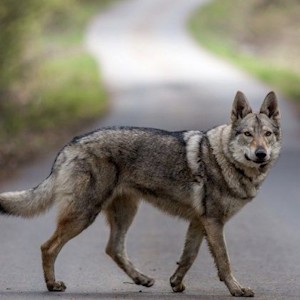 Чехословацкая волчья собака 