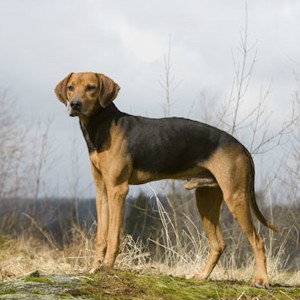 Гончая Шиллера (Шиллерстёваре) 