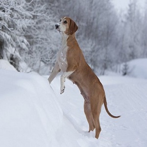 poroda sobak higenhund