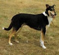 Гладкошёрстный колли Гладкошёрстный колли
