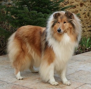 Колли Колли