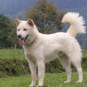 Корейский чиндо