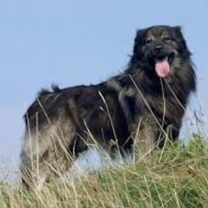 Крашская овчарка 