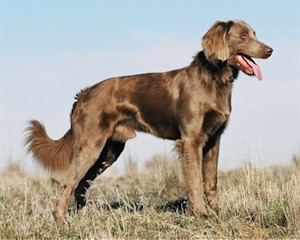 Лангхаар