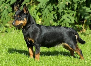 Ланкаширский хилер