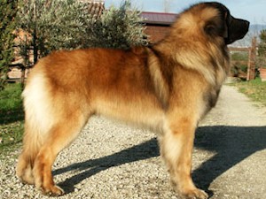 Леонбергер