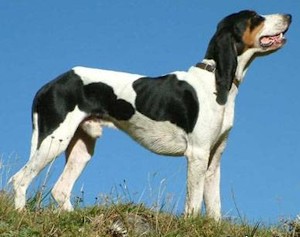 Люцернская гончая
