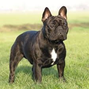 poroda sobak miniatyurnyj buldog1