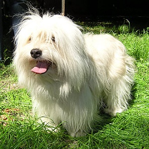 poroda sobak odis