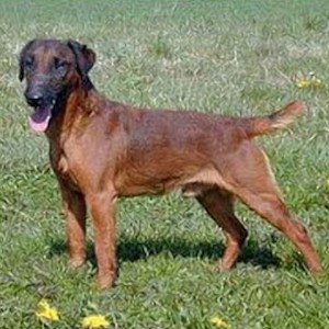 Вестфальский терьер
