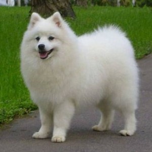 Японский шпиц