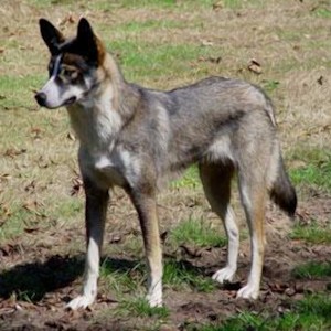 Американская индейская собака 