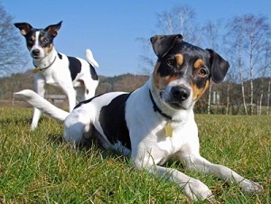 sobaka porody datsko shvedskij gardhund