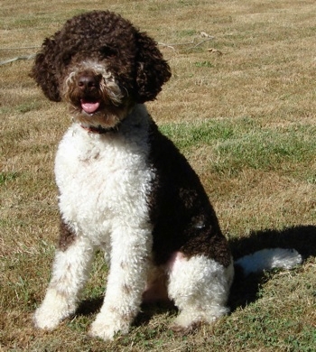 sobaka porody lagotto romanolo