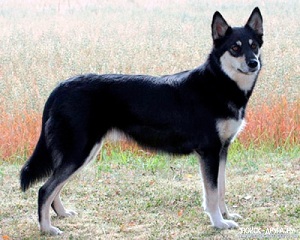 sobaka porody laplandskaya pastushya