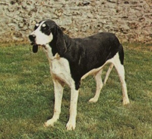 sobaka porody levesk
