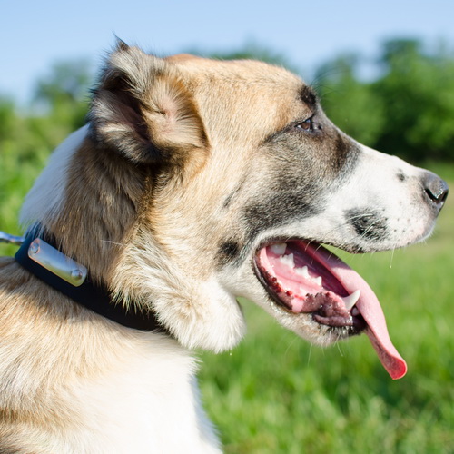 oshejnik s nadpisyu c4565