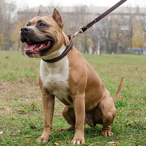 Ошейник «VIP Class Doggy» oshejnik kozha s pleteniem vip class doggy c47