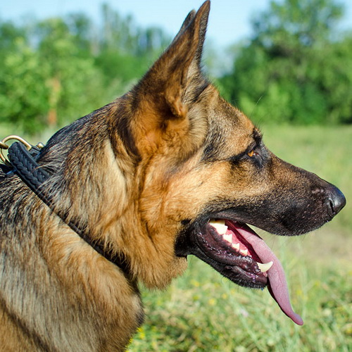 oshejnik kozha vip class doggy c47