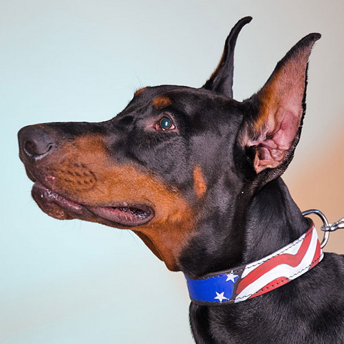 eksklusivnyj oshejnik s risunkom american pride