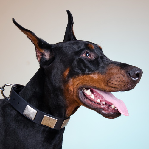 oshejnik ukrashenie mighty hound 