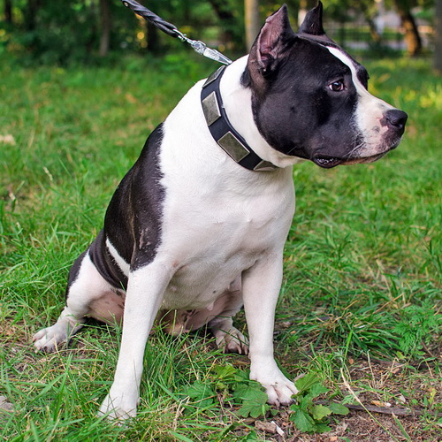 oshejnik ukrashenie mighty hound cena ot proizvoditelya