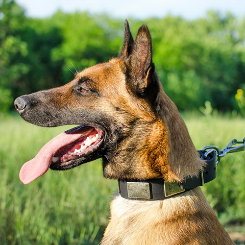 ukrashenie mighty hound cena ot proizvoditelya
