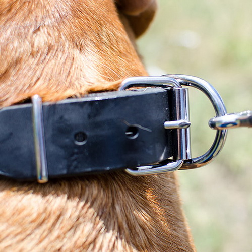 oshejnik s kolcom dlya povodka 