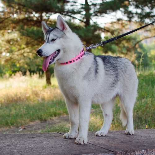 oshejnik rozovyj cosmo lady c93p