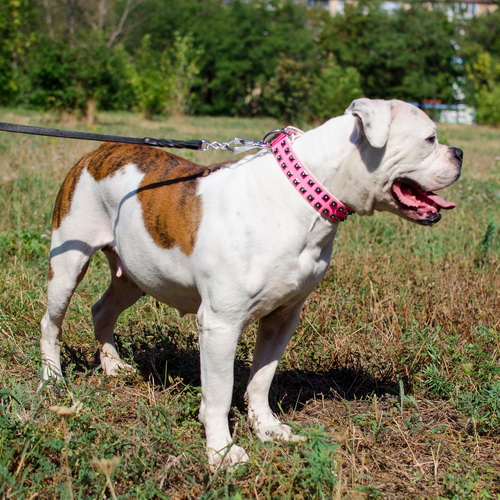 oshejnik rozovyj cvet cosmo lady c93p