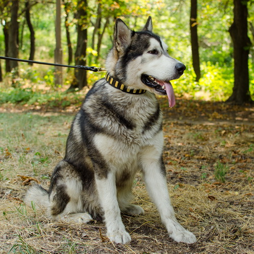 oshejnik lead a life of luxury s26