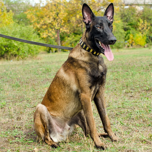 oshejnik na sobaku s26