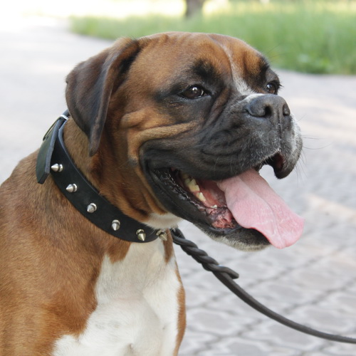 dekorativnyj shipovannyj oshejnik bow wow 