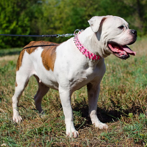 sobachij oshejnik rozovyj pink glam style s44p