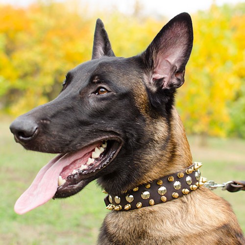 oshejnik dlya bolshoj sobaki four pawed charm s shipami