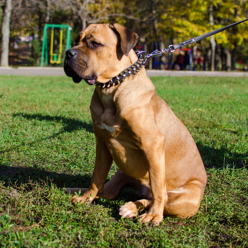 oshejnik dlya bolshoj sobaki four pawed charm 
