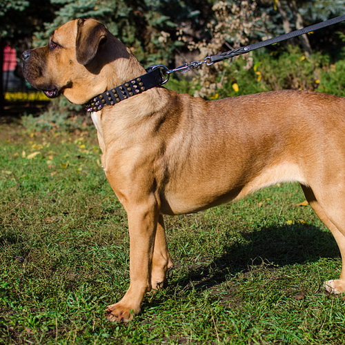 oshejnik dlya gigantskih sobak i sobak bojtsovskih porod 