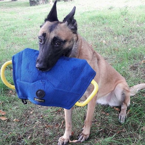 Грызак для собаки «Amazing Dog Training»