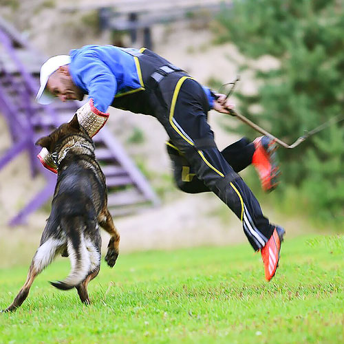 dzhutovyj rukav dlya dressirovki sobak bite training