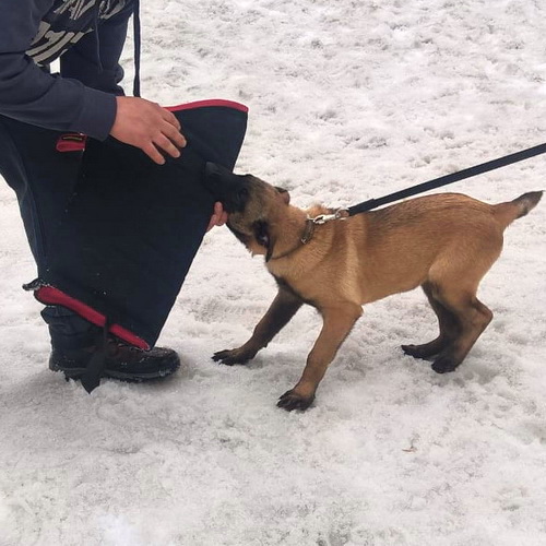 Дрессировочный рукав на ногу «Try to bite»