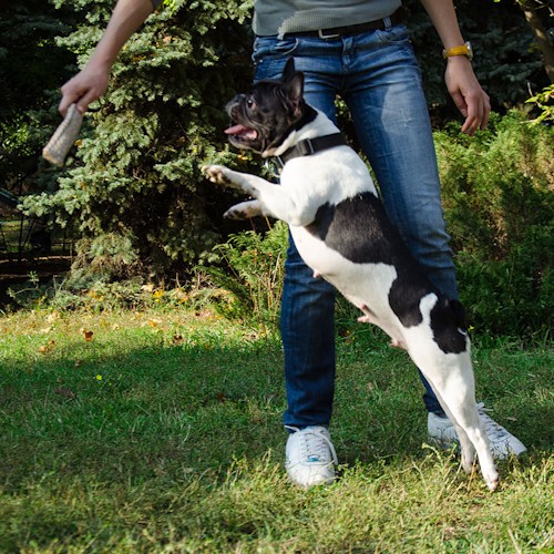Короткая кусалка для собаки «Motivation in Dog Training»